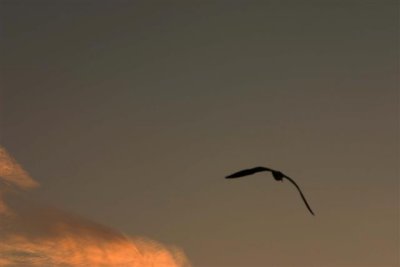 light and bird