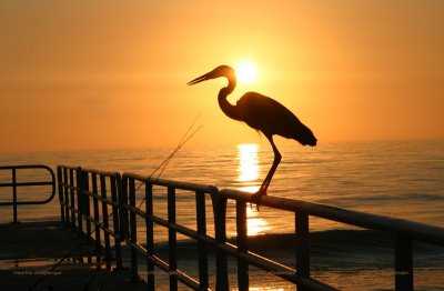 bird and sunset