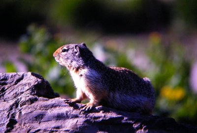 Ground Squirrel, Montana