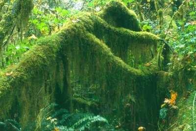 Hoh Rainforest, Washington