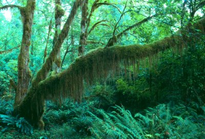 Hoh Rainforest, Washington