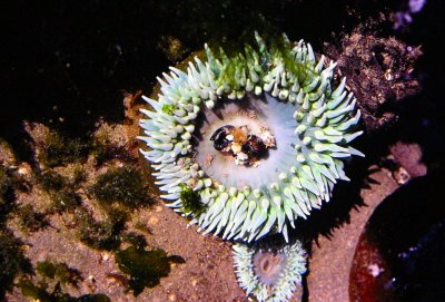 Sea Anemone, Oregon