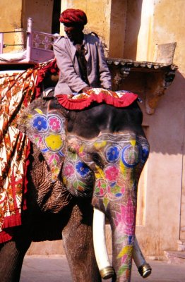 Elephant, India