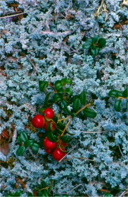 Cranberry and Lichen