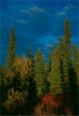 Spruce Trees, Autumn