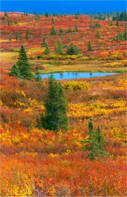 Autumn Tundra