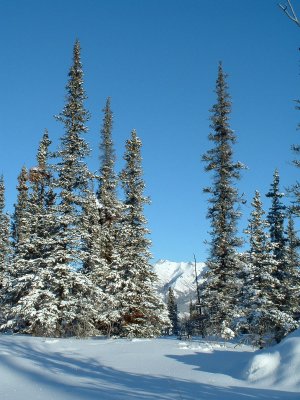 Spruce Trees, Winter