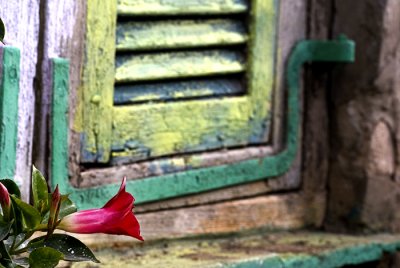 FlowerAndWindow.jpg