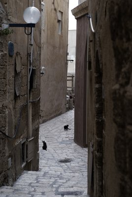 Jafa5.jpg