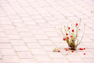 Flowers1.jpg