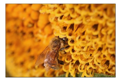Bee.jpg