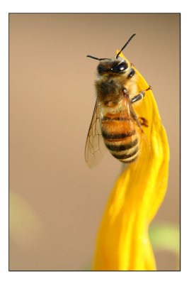 Bee1.jpg