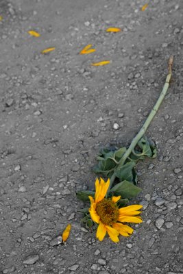 DeadFlower.jpg