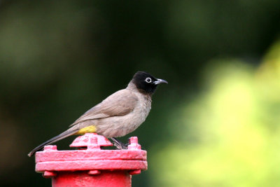 Bulbul.jpg