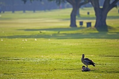 Duck2.jpg