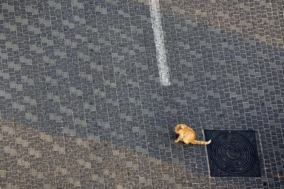 Cat.jpg