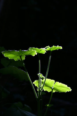 Green1.jpg