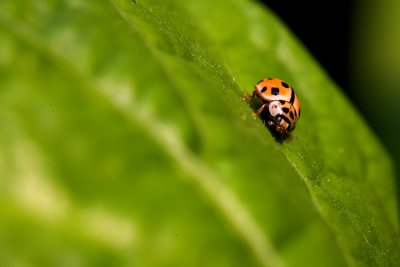 Beetle.jpg