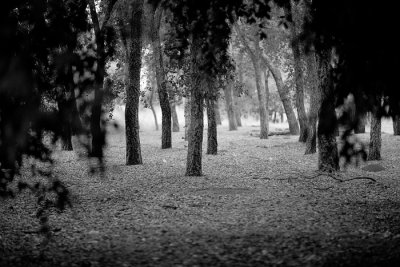 3d_forest.jpg