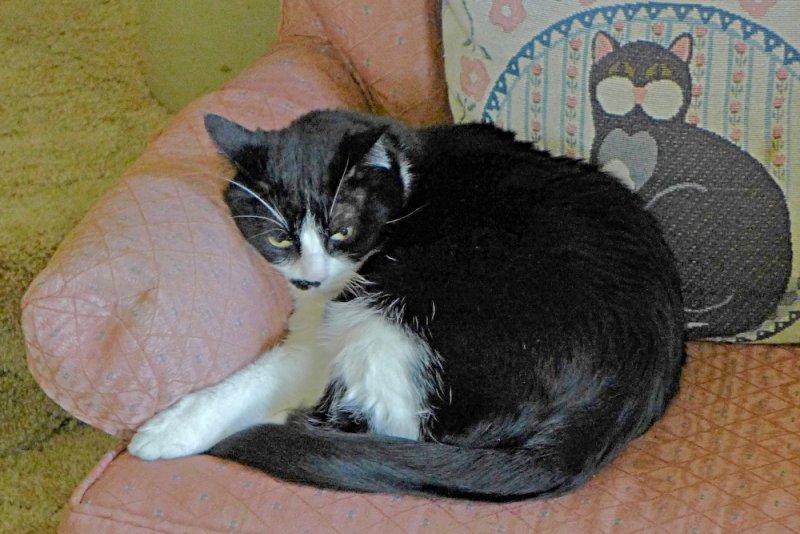 Kathys Cat.jpg