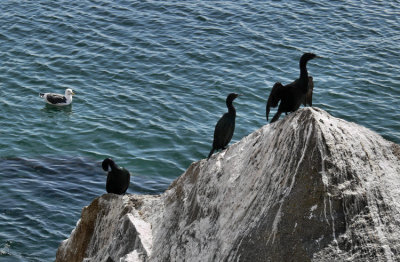 Cormorants  Gull - Morro Bay.jpg