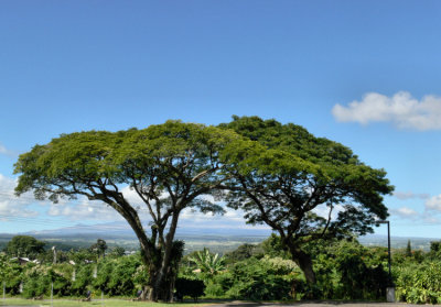 Near Hilo HI.jpg