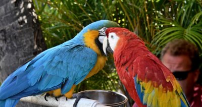 A Pair of Beauties - Lahaina.jpg