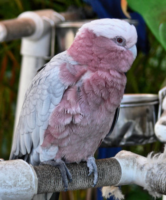Pretty Bird in Lahaina.jpg