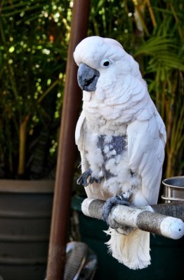 White Beauty in Lahaina.jpg