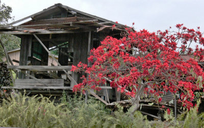 Flowering Bush on Coffee Farm.jpg