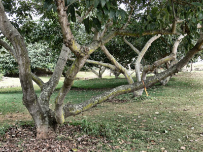 Trees on Coffee Farm.jpg