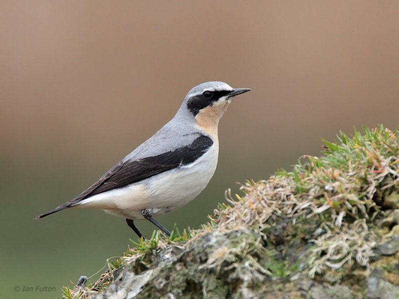 Northern Wheatear, Low Mains-Loch Lomond NNR, Clyde