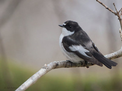 Pied Flycatcher, Inversnaid RSPB-Loch Lomond, Clyde