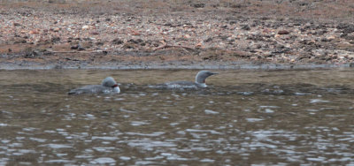 Red-throated Divers