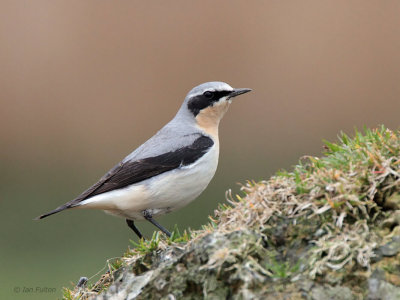 Northern Wheatear, Low Mains-Loch Lomond NNR, Clyde