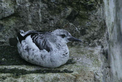 Black Guillemot(juvenile), North Ronaldsay, Orkney