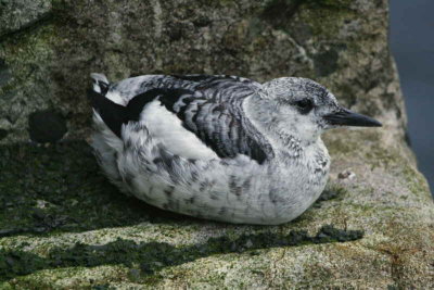 Black Guillemot(juvenile), North Ronaldsay, Orkney