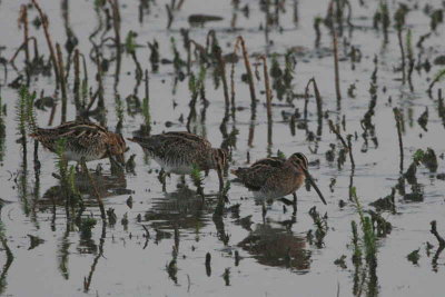 Common Snipe, North Ronaldsay, Orkney