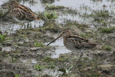 Common Snipe, North Ronaldsay, Orkney