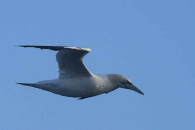 Gannet, North Ronaldsay, Orkney