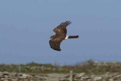 Hen Harrier, North Ronaldsay, Orkney