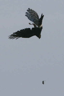 Hen Harrier, North Ronaldsay, Orkney