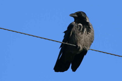 Hoodie Crow, North Ronaldsay, Orkney
