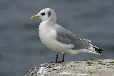 Kittiwake