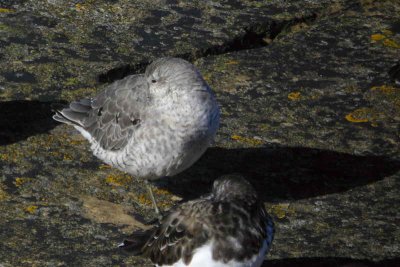 Knot, North Ronaldsay, Orkney