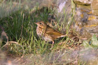 OliveBackedPipit_IMG_1157b.jpg