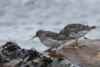 PurpleSandpiper, North Ronaldsay, Orkney