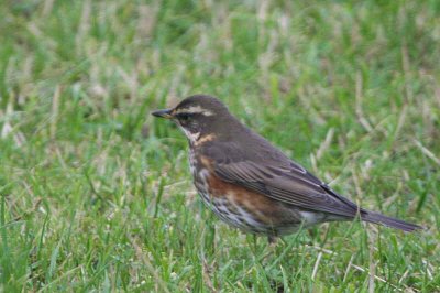 Redwing, North Ronaldsay, Orkney