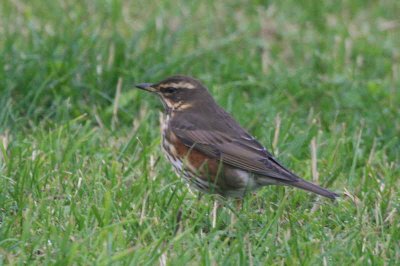 Redwing, North Ronaldsay, Orkney