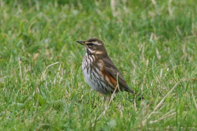 Redwing, North Ronaldsay, Orkney